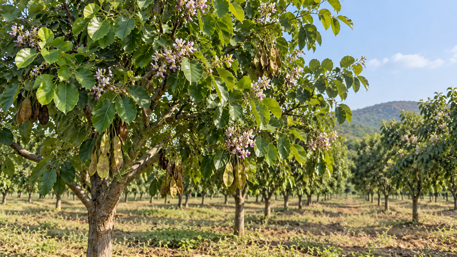 Young Pongamia sapling being planted by farmer